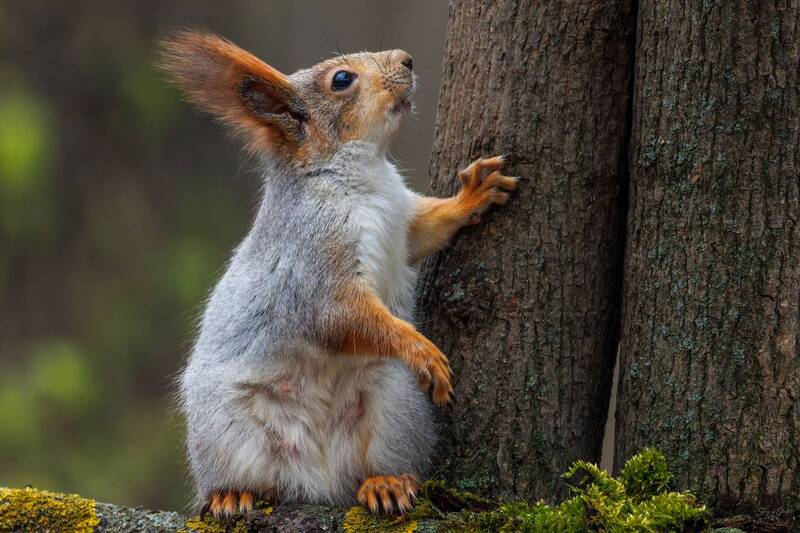 белка  фото превью