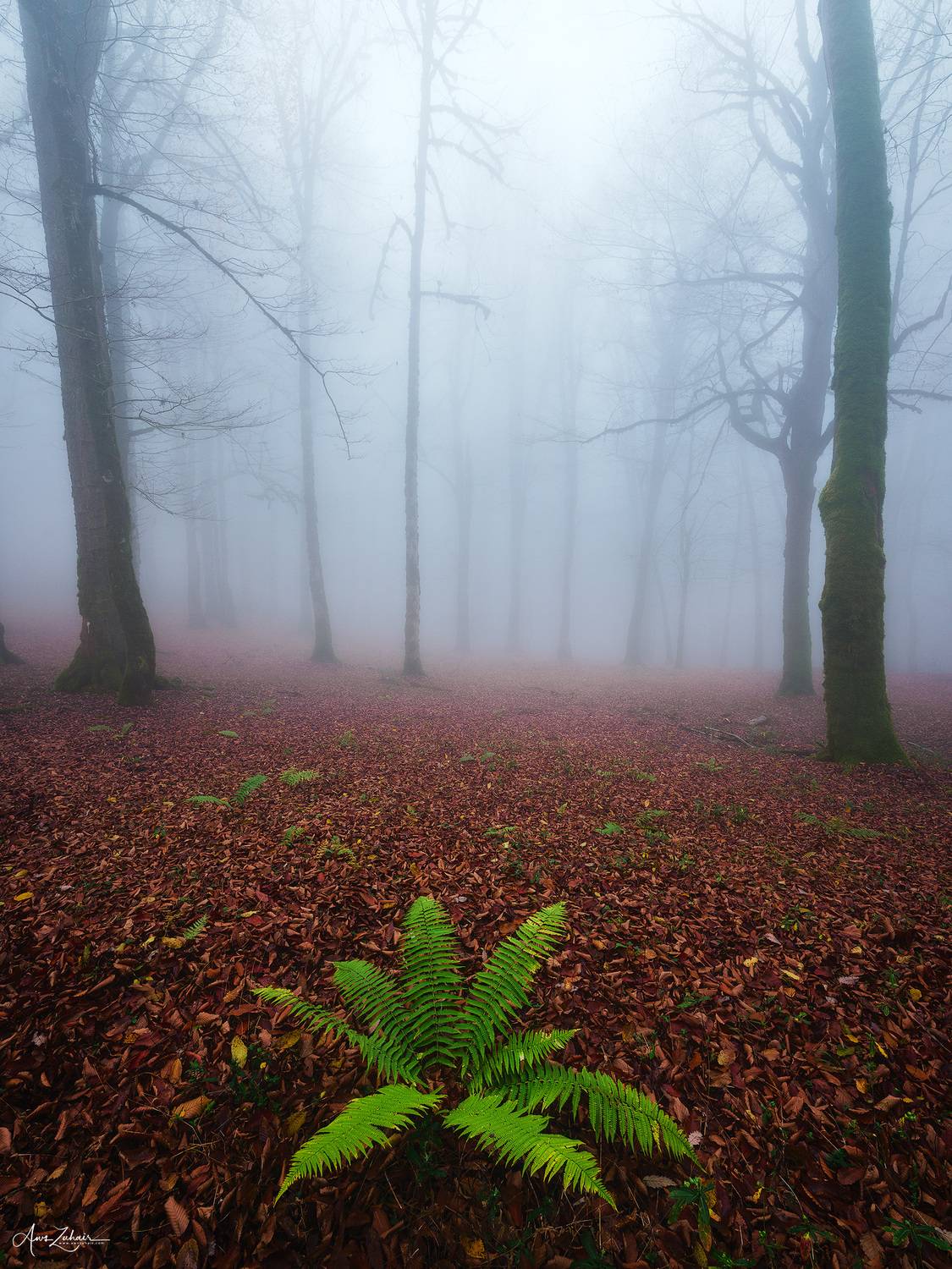 forest, fog, travel, landscape, nature, tree, woodland, photography, Aws Zuhair
