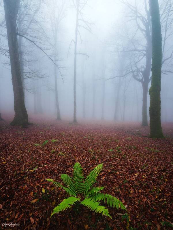 forest, fog, travel, landscape, nature, tree, woodland, photography Green Grass фото превью