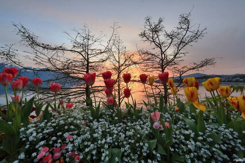 swiss Вечер... фото превью
