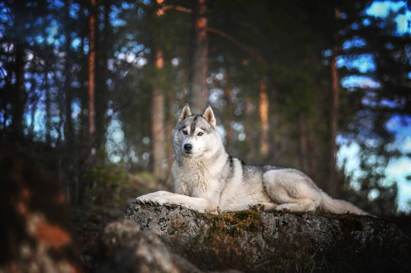 ...... фото превью