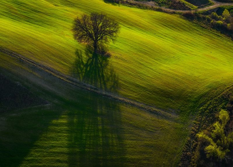 Зеленая тишина фото превью