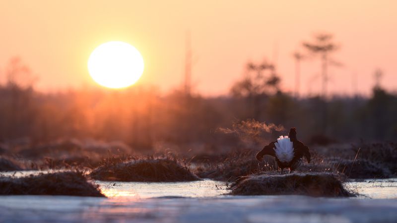 Тетерев, птицы, токование, лес, природа, фотоохота, утро, болото, рассвет, заря  фото превью