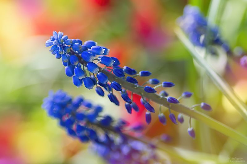 макро, природа, весна, боке, цветы, мускари, spring, macro, nature, flowers, muscari, bokeh Краски весны фото превью