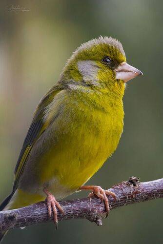 Лесная канарейка или зеленушка обыкновенная