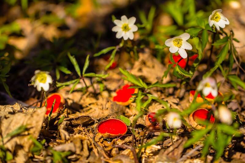 .... фото превью