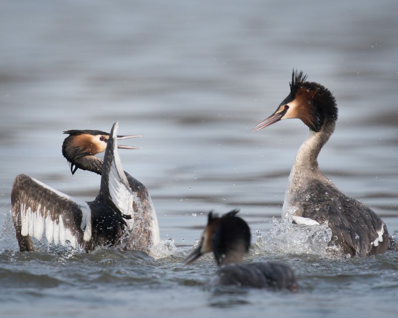 Чомга, Большая поганка, Птица Берегись! фото превью