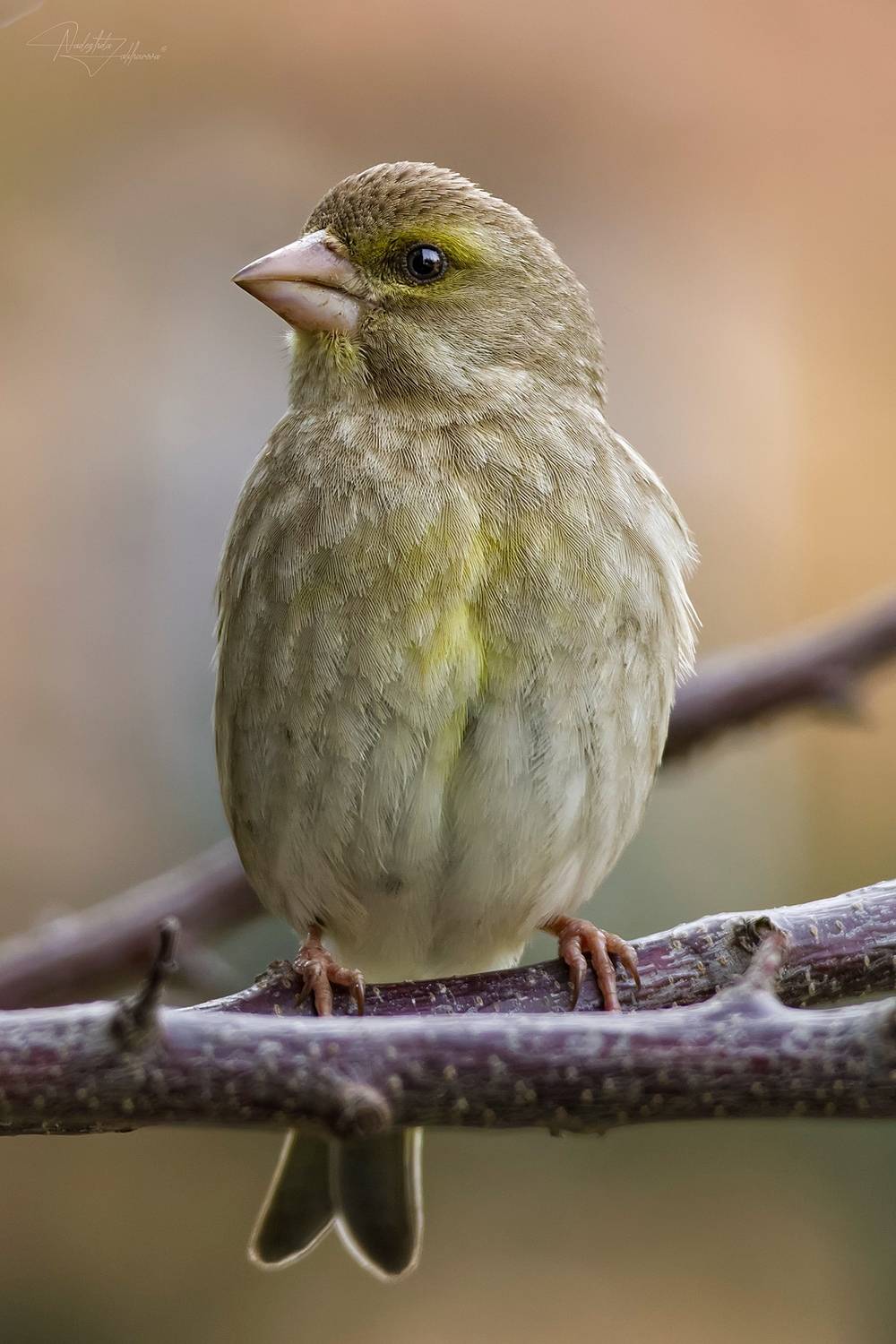 зеленушка обыкновенная, зеленушка, зеленушка самочка, птицы, бердвотчинг, наблюдения за птицами, весна2026, Nadezhda Zakharova
