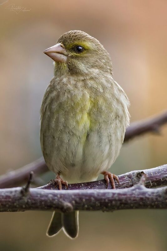 зеленушка обыкновенная, зеленушка, зеленушка самочка, птицы, бердвотчинг, наблюдения за птицами, весна2026 Зеленушка обыкновенная (самочка) фото превью