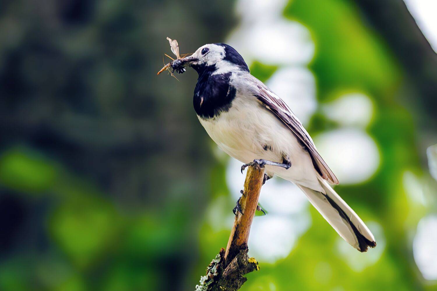 трясогузка, Алексей Волков