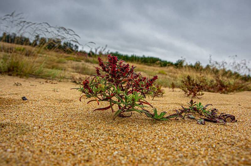 *** фото превью