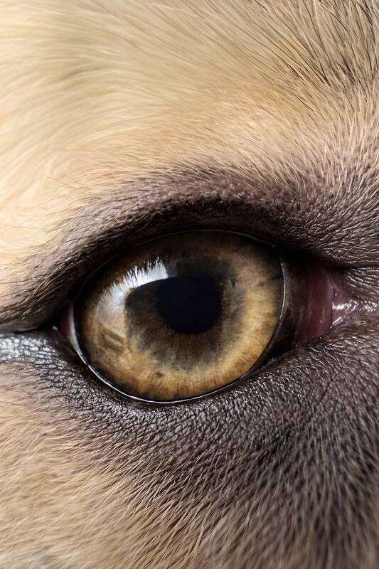 Глаза фото превью