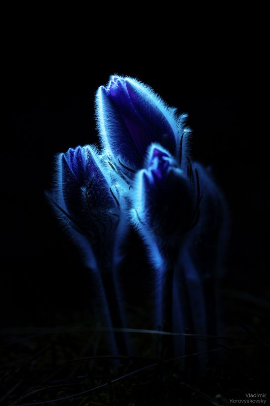 Сон трава фото превью