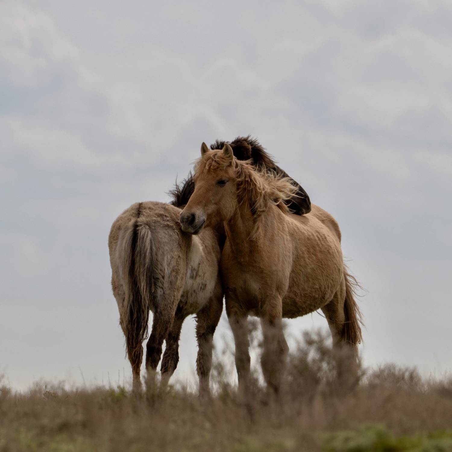 , Геннадий Кравченко