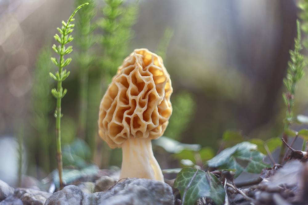 , Наталья Ова