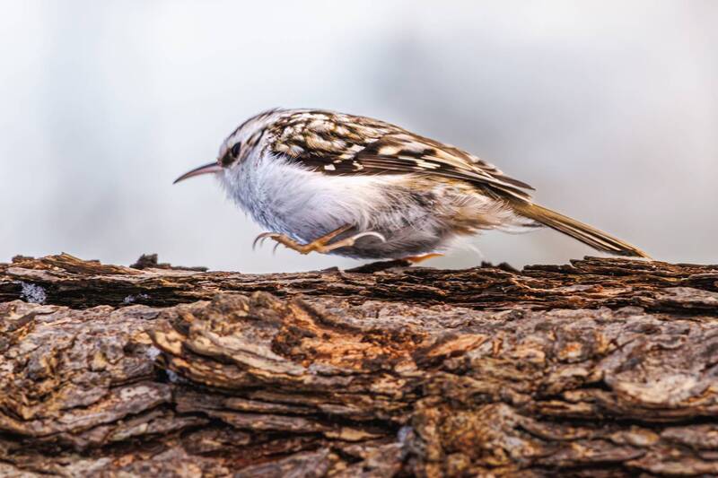 пищуха  фото превью