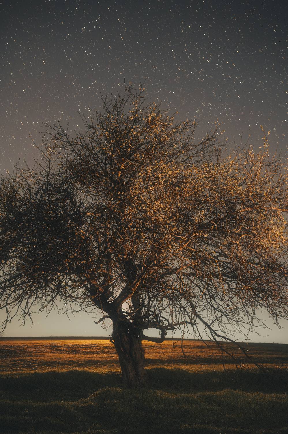 пейзаж, природа, дерево, ночь, звезды, небо, атмосфера, настроение, минимализм, одиночество, тишина, свет, закат, контровой свет, ночная съемка, поле, силуэт, художественная фотография, Олег Сухенко