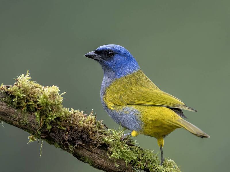 fernaabs, burgalin, aves_de_colombia, blue-capped tanager (sporathraupis cyano, azulejo montañero o montañés o tangara d Blue-capped Tanager фото превью