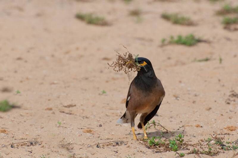 *Апрельские хлопоты фото превью