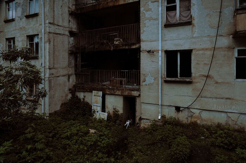 Собака фото превью