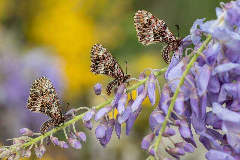macro, zerynthia polyxena, butterfly, flower, color, insect, beauty A Gentle Ascent фото превью