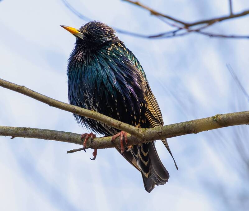 Скворец фото превью