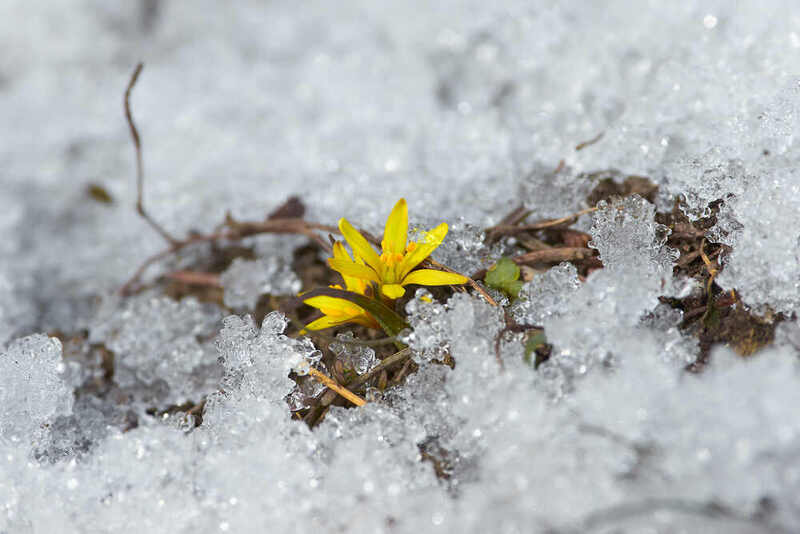 гусиный лук, Gagea Gagea фото превью