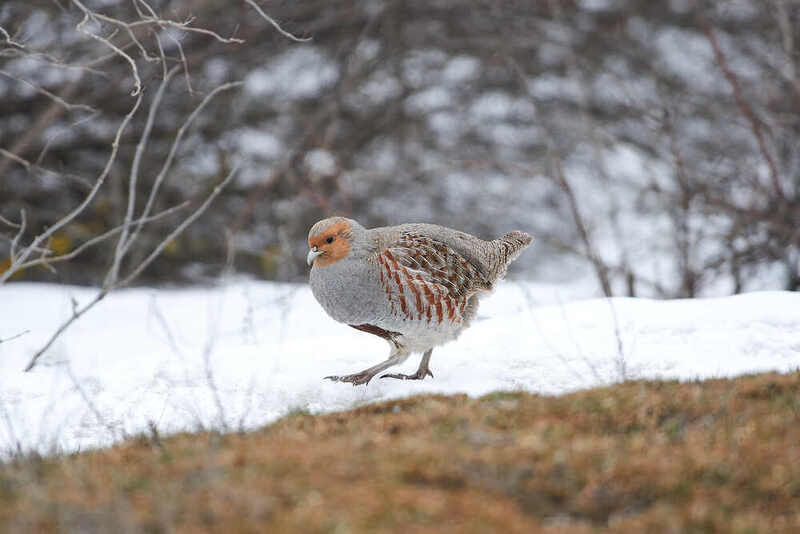perdix, perdix perdix, серая куропатка, волгоград, россия Perdix perdix фото превью