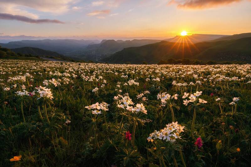 кавказ, карачаево-черкесия, кчр, горы, гум-баши, гумбаши, закат в горах, горы на закате, цветы, анемоны, цветение, горные цветы На закате фото превью