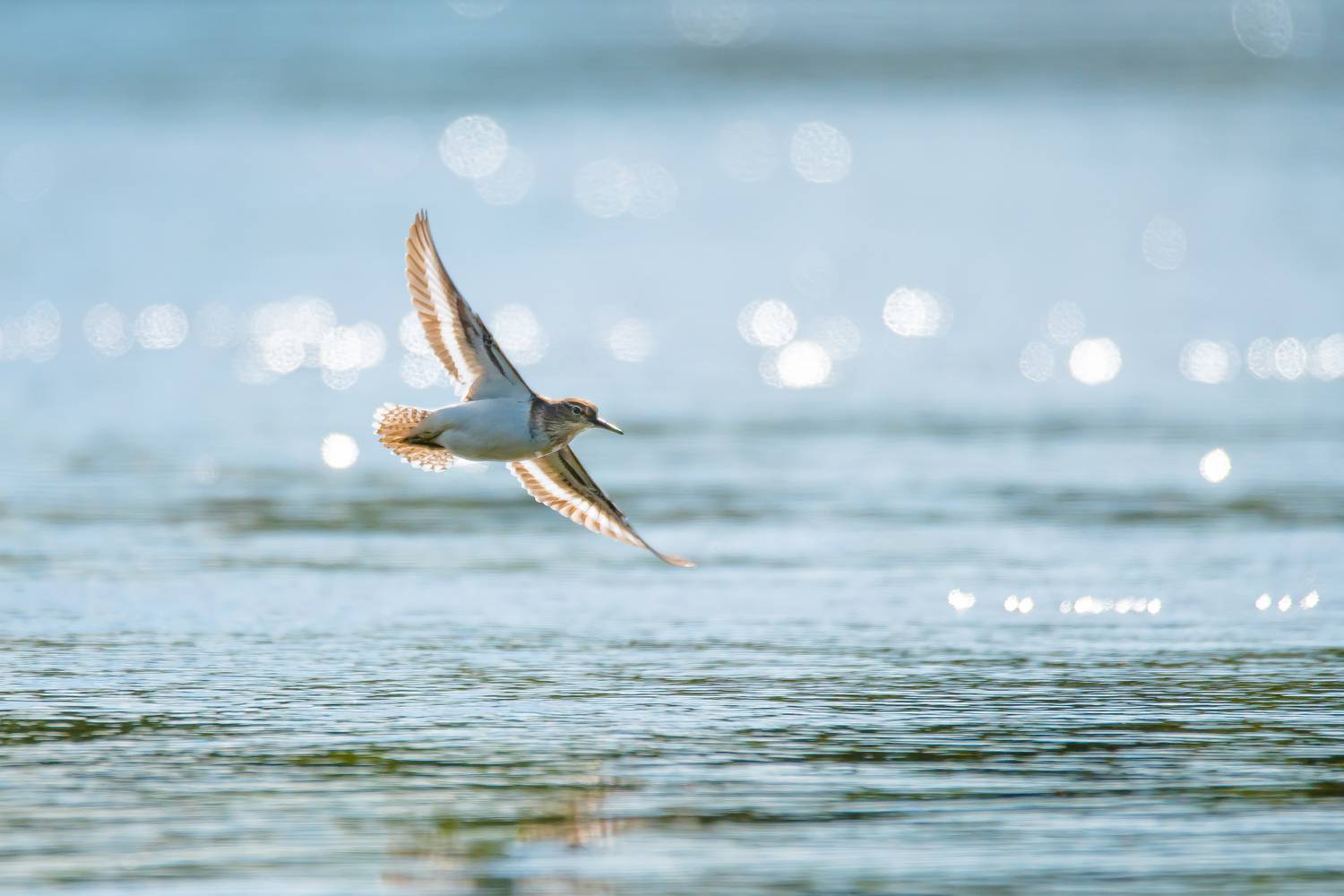 перевозчик, птица в полёте, Соварцева Ксения