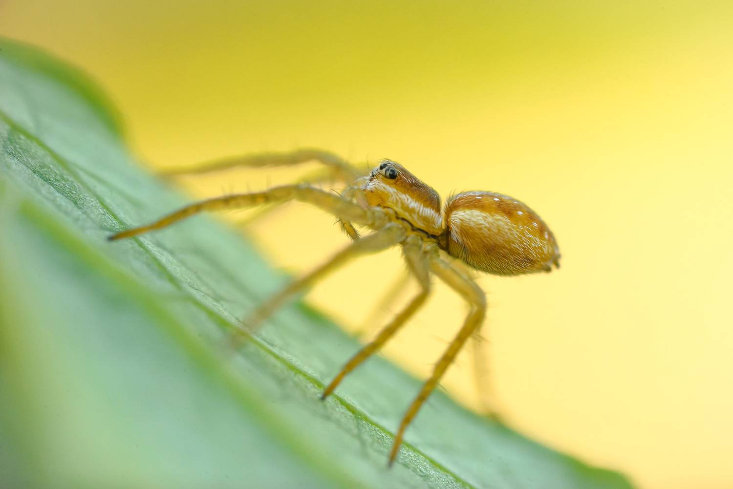 Паучок, Соварцева Ксения