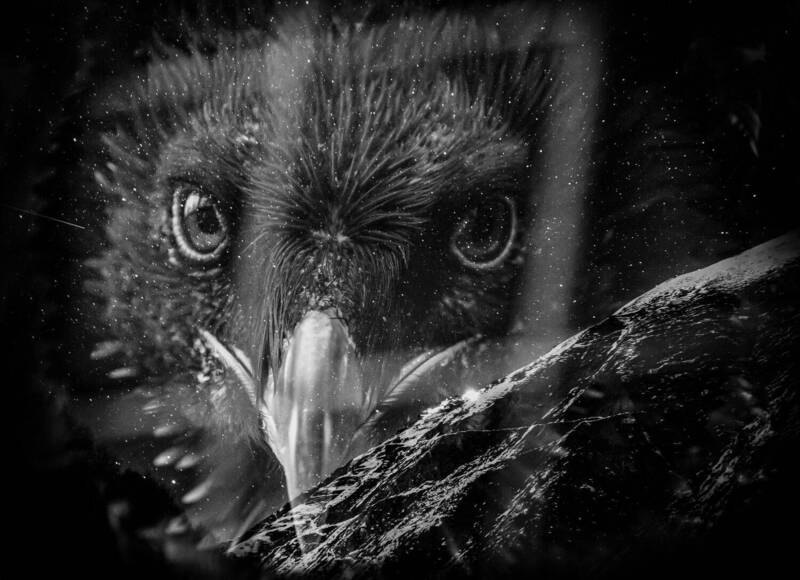 бородач, мультиэкспозиция Мечты о свободе фото превью