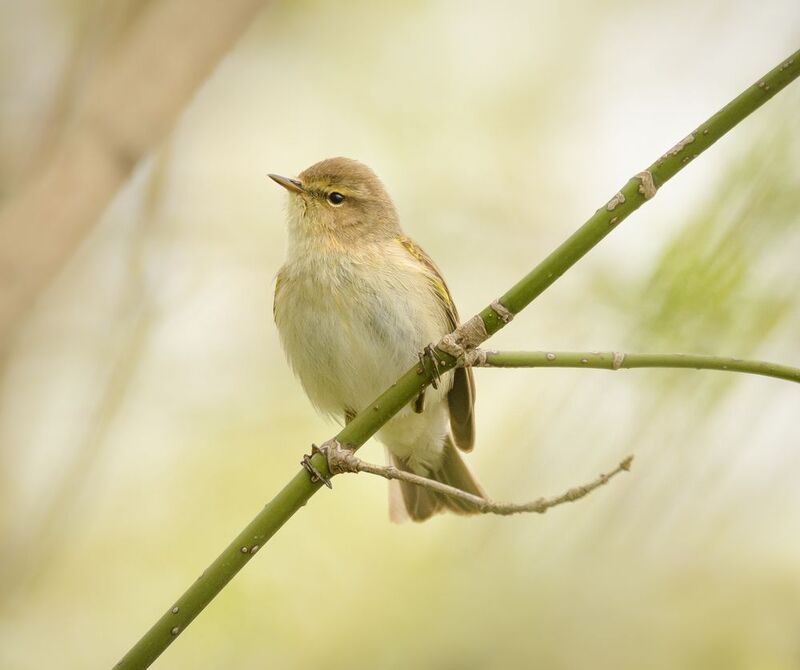 теньковка На зелёной веточке фото превью