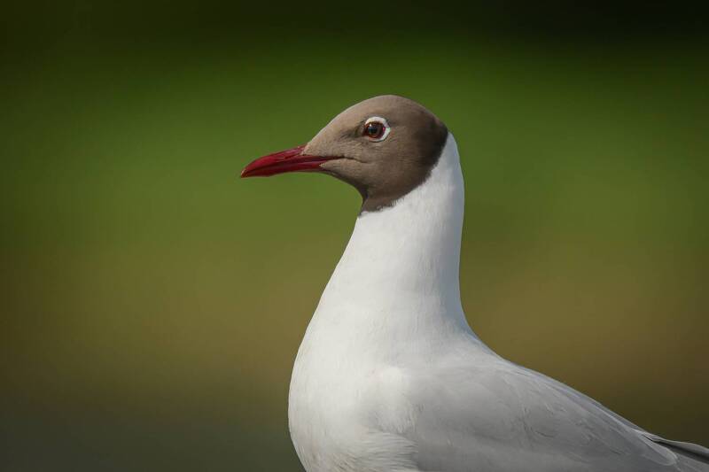 Озёрная, чайка Портрет фото превью