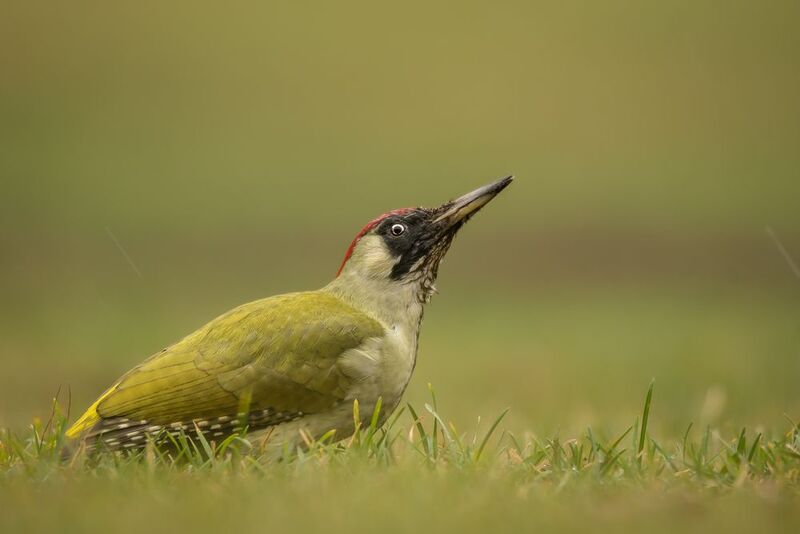 Зелёный, дятел Зелёное на зелёном фото превью