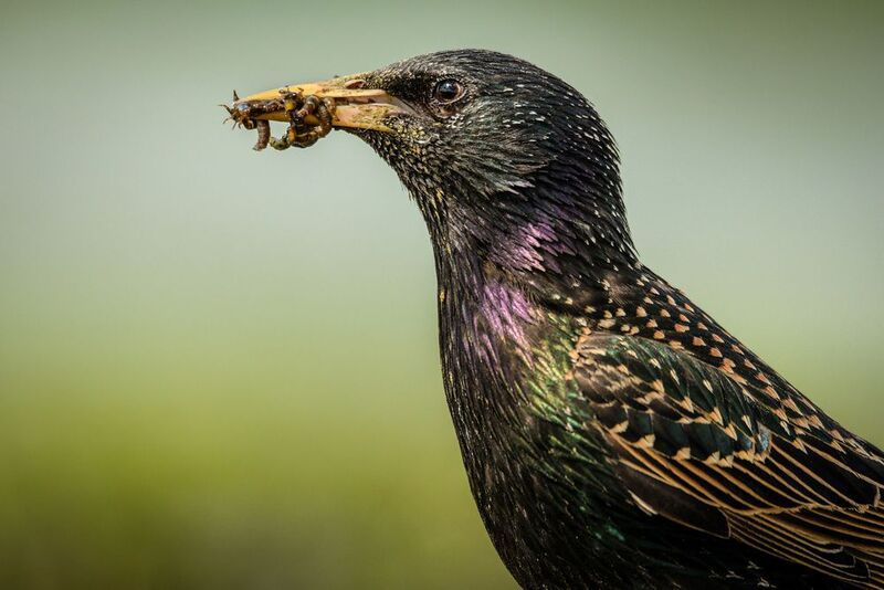 Скворец Ужин для птенцов фото превью