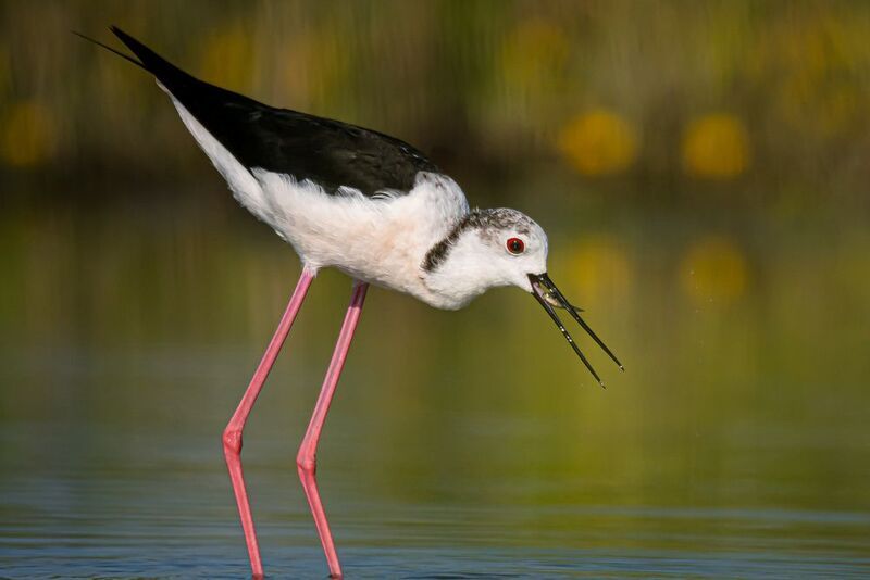 ходулочник С добычей фото превью