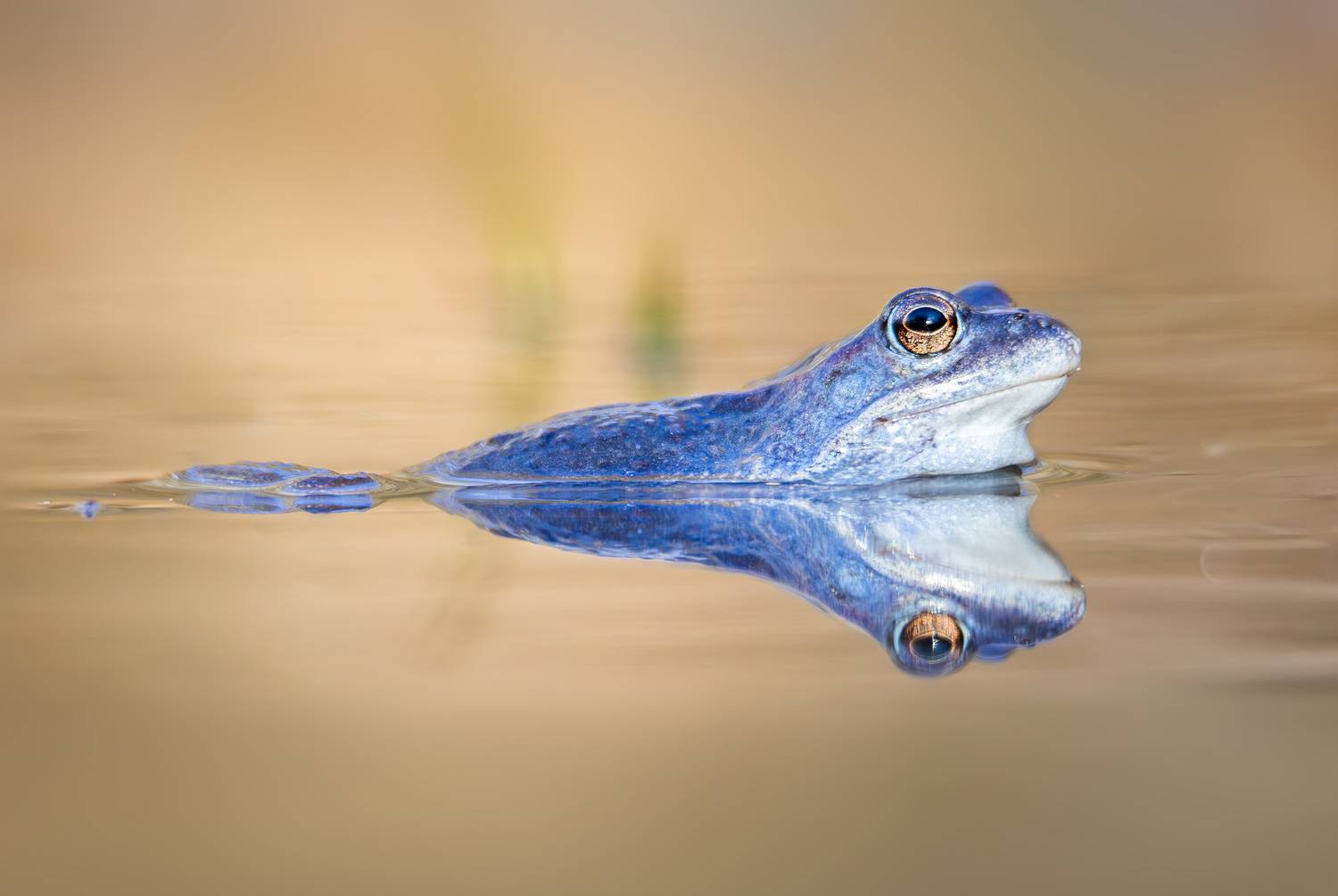 остромордая лягушка, болотная лягушка, весна, битцевский парк, апрель, лягушки, животные, земноводные, зоология, лес, живая природа, природа, дикая природа, Жгилёв Сергей