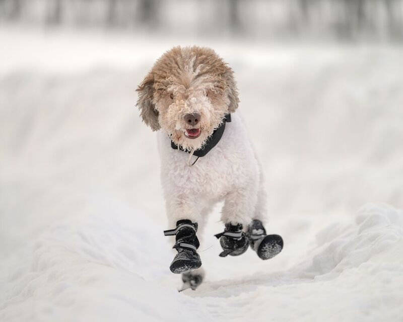 Zuzu фото превью