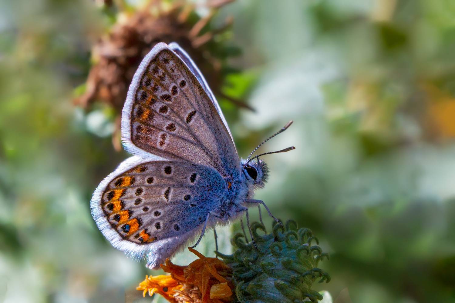 , Нижников Михаил