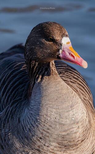 Самодостаточен и красив