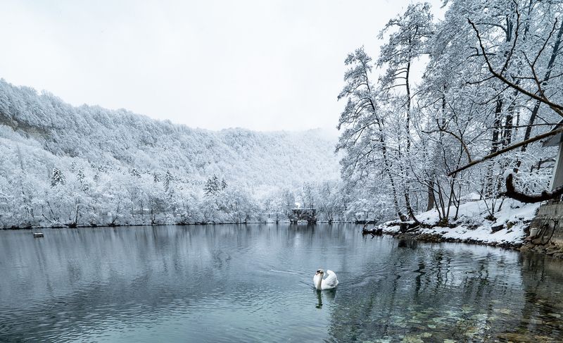 Россия, Кабардино-Балкария, Голубое озеро, лебедь Белый лебедь в Голубом озере фото превью