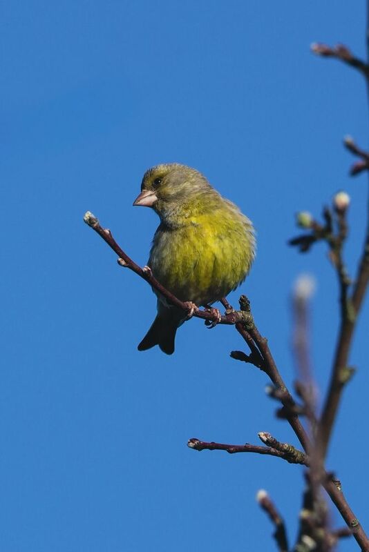 Зеленушка фото превью