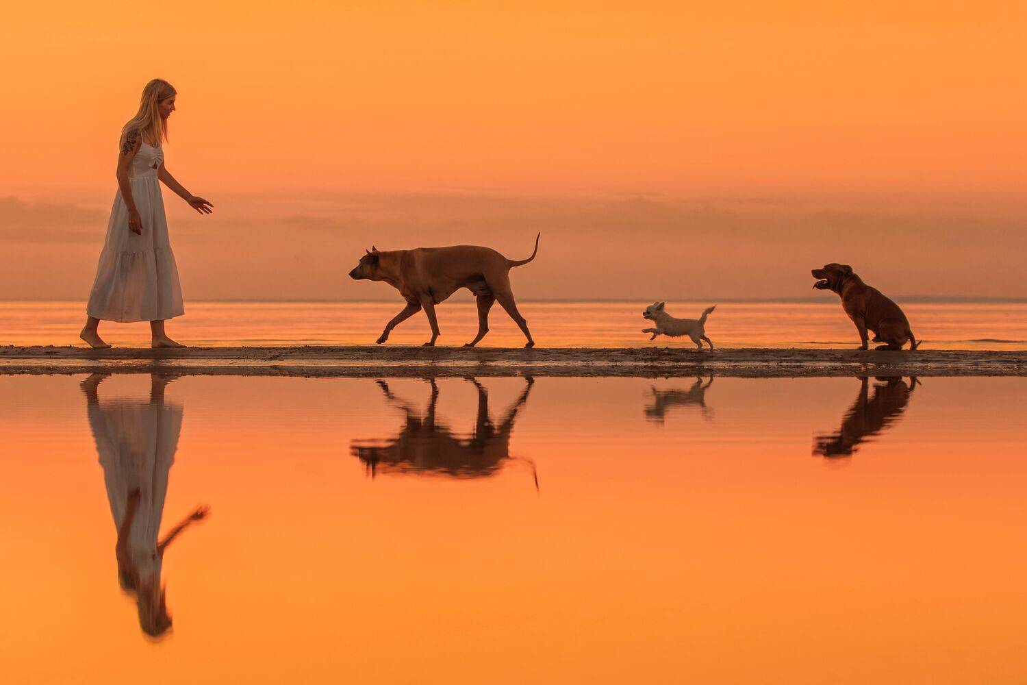 dogs, owneranddogs, Зубкова Юлия