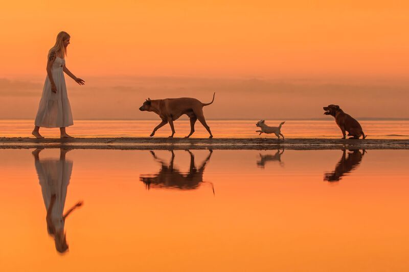 dogs, owneranddogs  фото превью