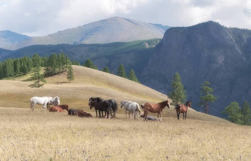 выпас, лошади, склон Гармония природы фото превью