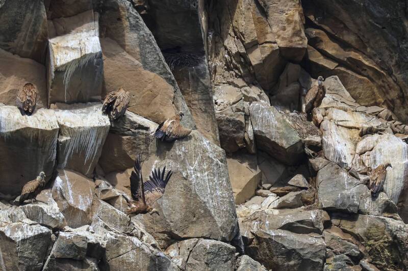 белоголовый сип, грифы, горы, дагестан Грифы на скалах.. фото превью