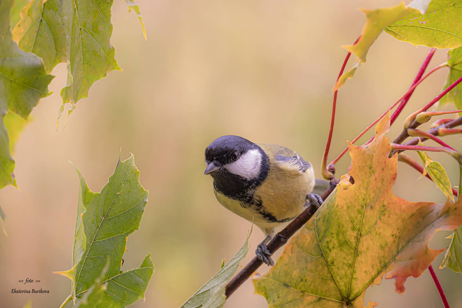 , Бурикова Екатерина