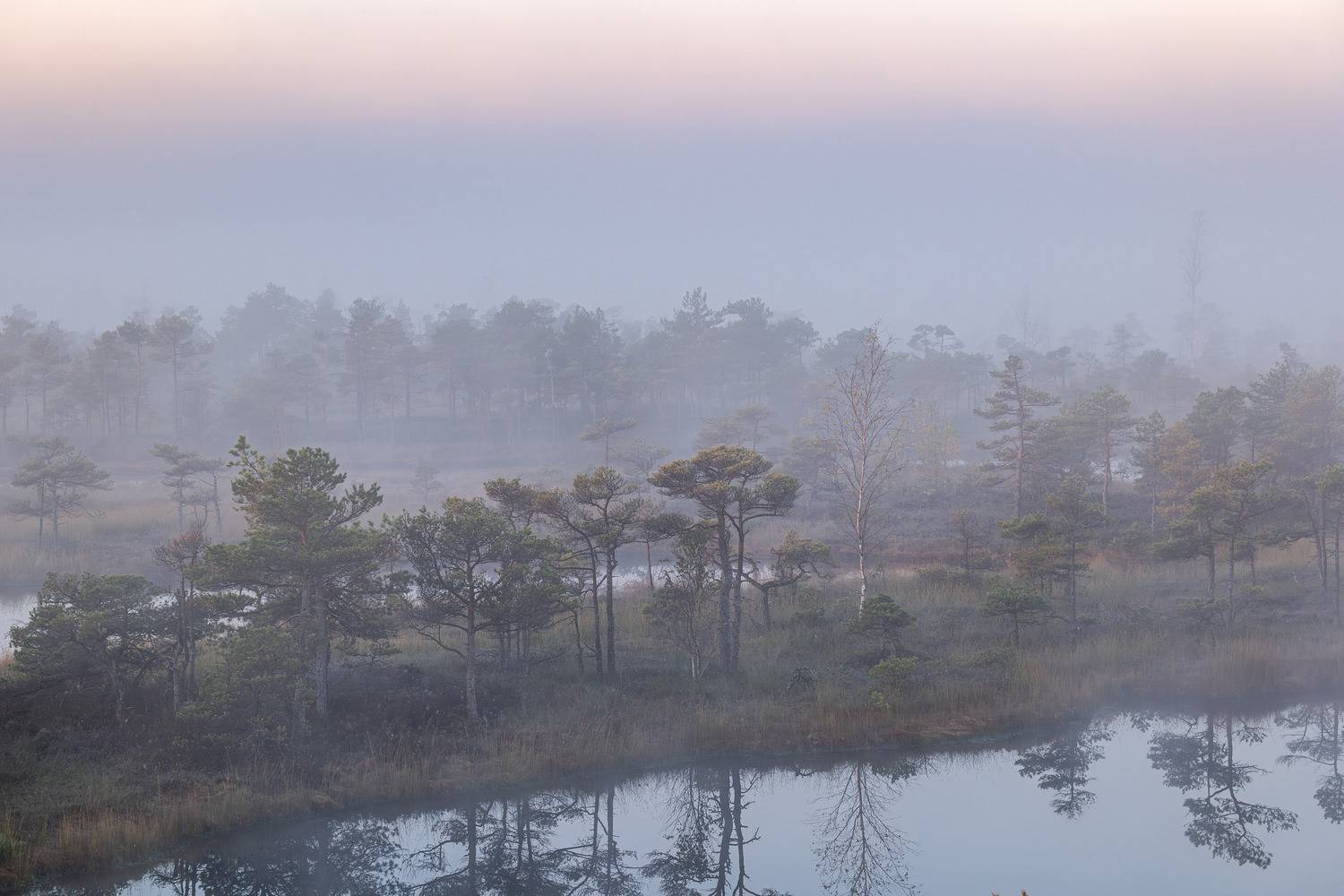 , Гордон Николай