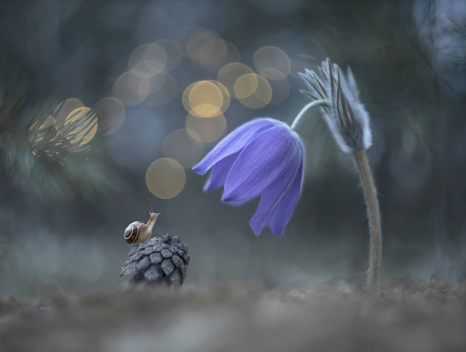 сон-трава, улитка, весна, гелиос, Александр Гвоздь